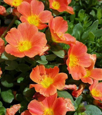 Purslane Pazazz™ Tangerine